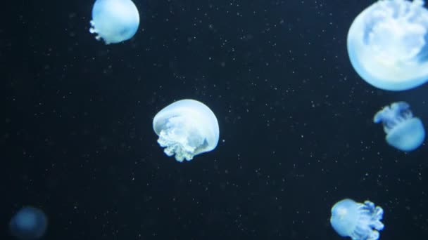 Vidéo sous-marine avec méduses de méduses dans de l'eau de couleur aquarium bleu 