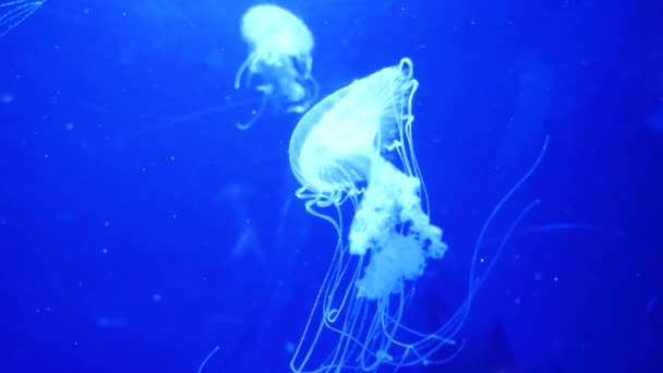 Vídeo subacuático con medusas de medusas en agua color acuario azul — Vídeos de Stock