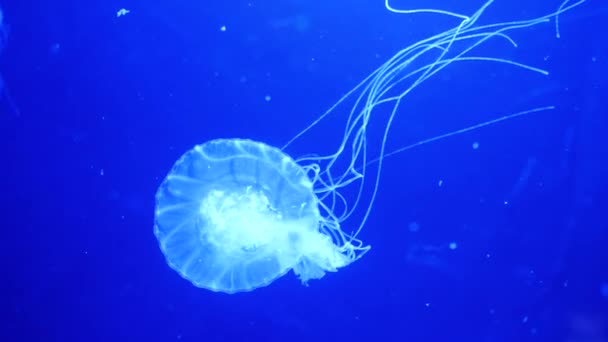 Underwater video with jellyfish medusas in blue aquarium color water — Stock Video