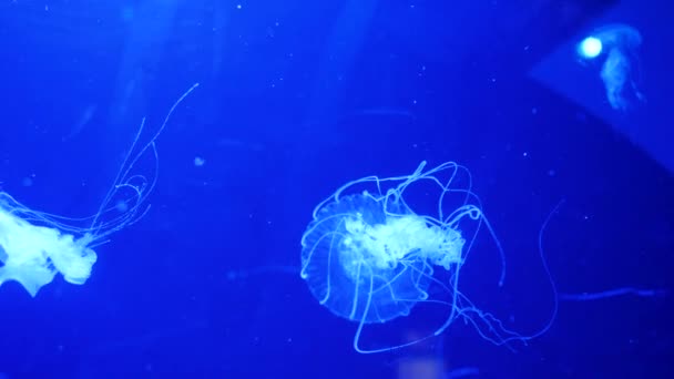 Vídeo subacuático con medusas de medusas en agua color acuario azul — Vídeos de Stock