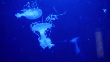 Sualtı video denizanası medusas mavi akvaryum renk su ile