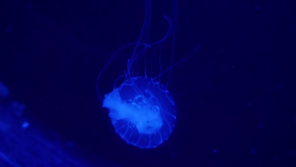 Onderwater video met kwallen medusas in blauwe kleur aquariumwater — Stockvideo