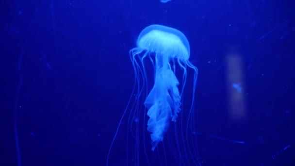 Underwater video with jellyfish medusas in blue aquarium color water — Stock Video