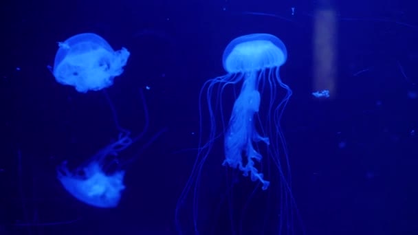 Underwater video with jellyfish medusas in blue aquarium color water — Stock Video