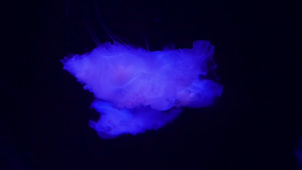 Подводное видео с медузами медузы в голубом аквариуме цвета воды — стоковое видео