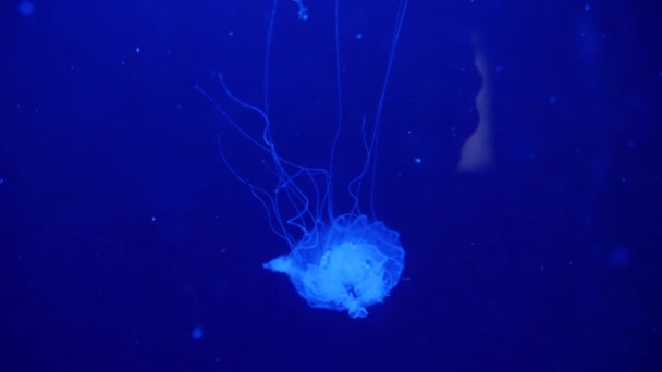 Vídeo subacuático con medusas de medusas en agua color acuario azul — Vídeos de Stock