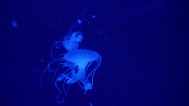 Vídeo subaquático com medusas de água-viva em aquário azul — Vídeo de Stock