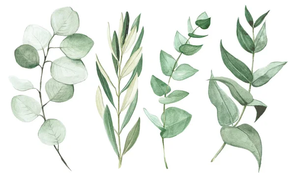 Dessin Aquarelle Ensemble Eucalyptus Feuilles Olivier Isolés Sur Fond Blanc — Photo