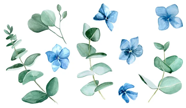 Akvarel Sada Eukalyptu Listy Modré Hortenzie Květiny Izolované Bílém Pozadí — Stock fotografie