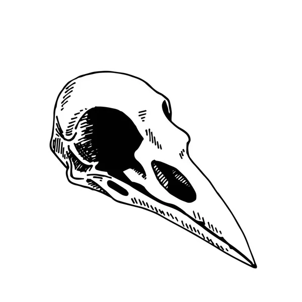 Vector Illustration Vintage Style Line Drawing Bird Skull Isolated White — Stock Vector