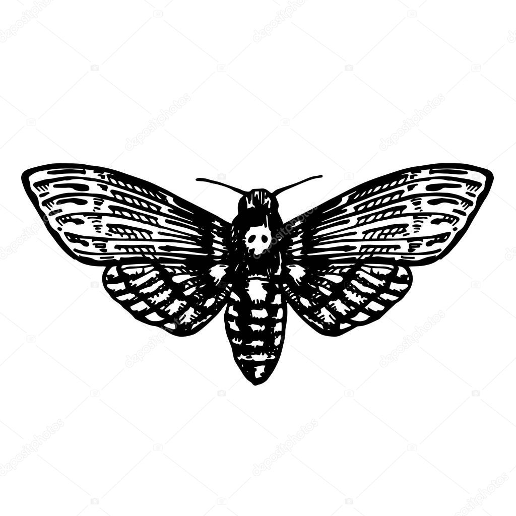 vector illustration. graphic drawing of a nocturnal butterfly, trifle. dead head, hawk dead head. black and white drawing a symbol of esotericism, gothic, mysticism, witchcraft