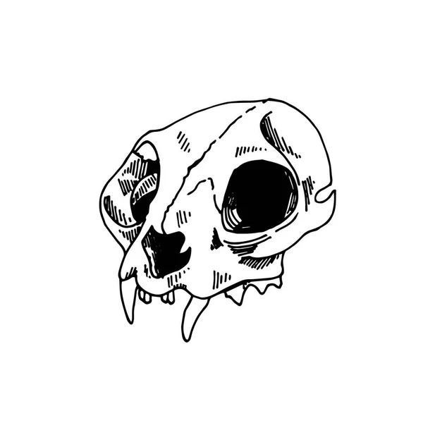 Vector Line Drawing Vintage Style Cat Skull Animal Skull Black — Stock Vector