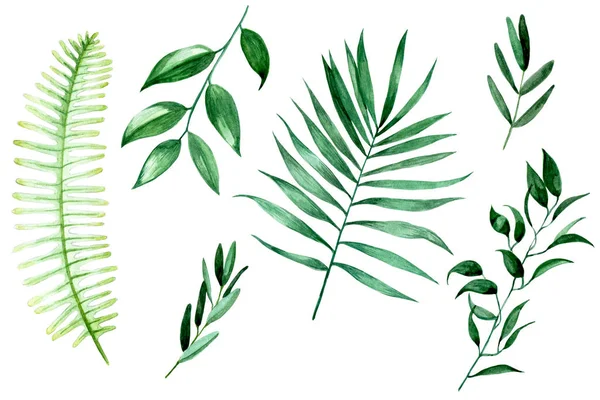 Beyaz arka planda izole edilmiş tropik yapraklar, suluboya çizimler. Yeşil egzotik yapraklar, palmiye dalları, eğreltiotu. suluboya Clipart