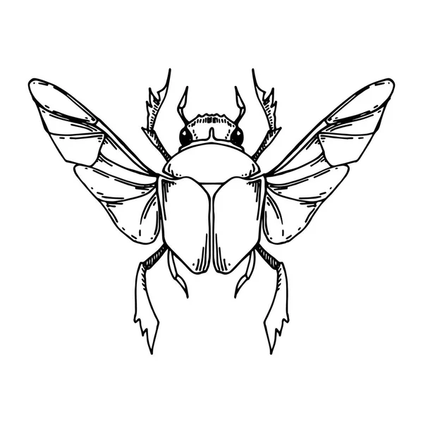 Vektor Gambar Hitam Dan Putih Dengan Gaya Kuno Kumbang Scarab - Stok Vektor