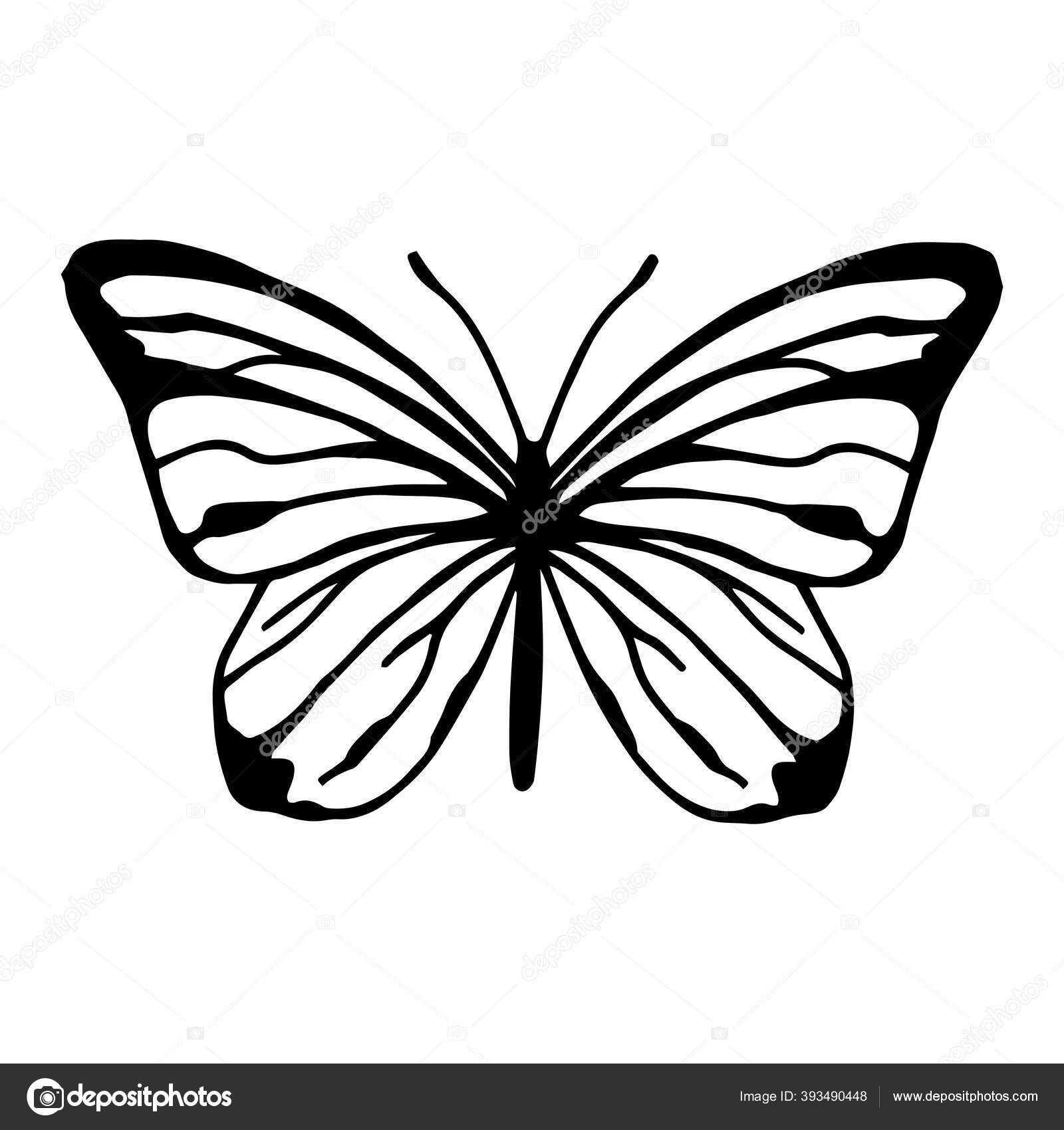 Symbolism Of Black And White Butterfly Incredible Prices