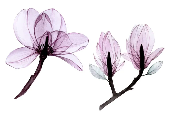 Akvarel Tegning Sæt Gennemsigtige Blomster Samling Magnolia Blomster Pastel Pink - Stock-foto