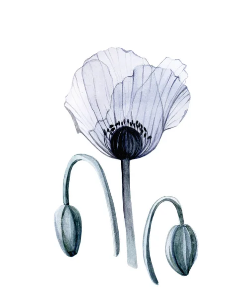 Aquarel Realistische Tekening Transparante Bloem Transparante Papaver Papaver Knoppen Geïsoleerd — Stockfoto