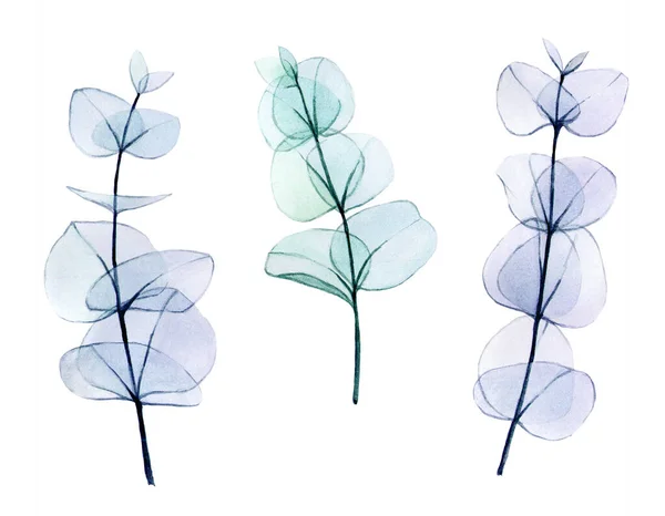 Aquarel Set Van Transparant Gekleurde Eucalyptus Bladeren Delicate Tekening Pastelkleuren — Stockfoto