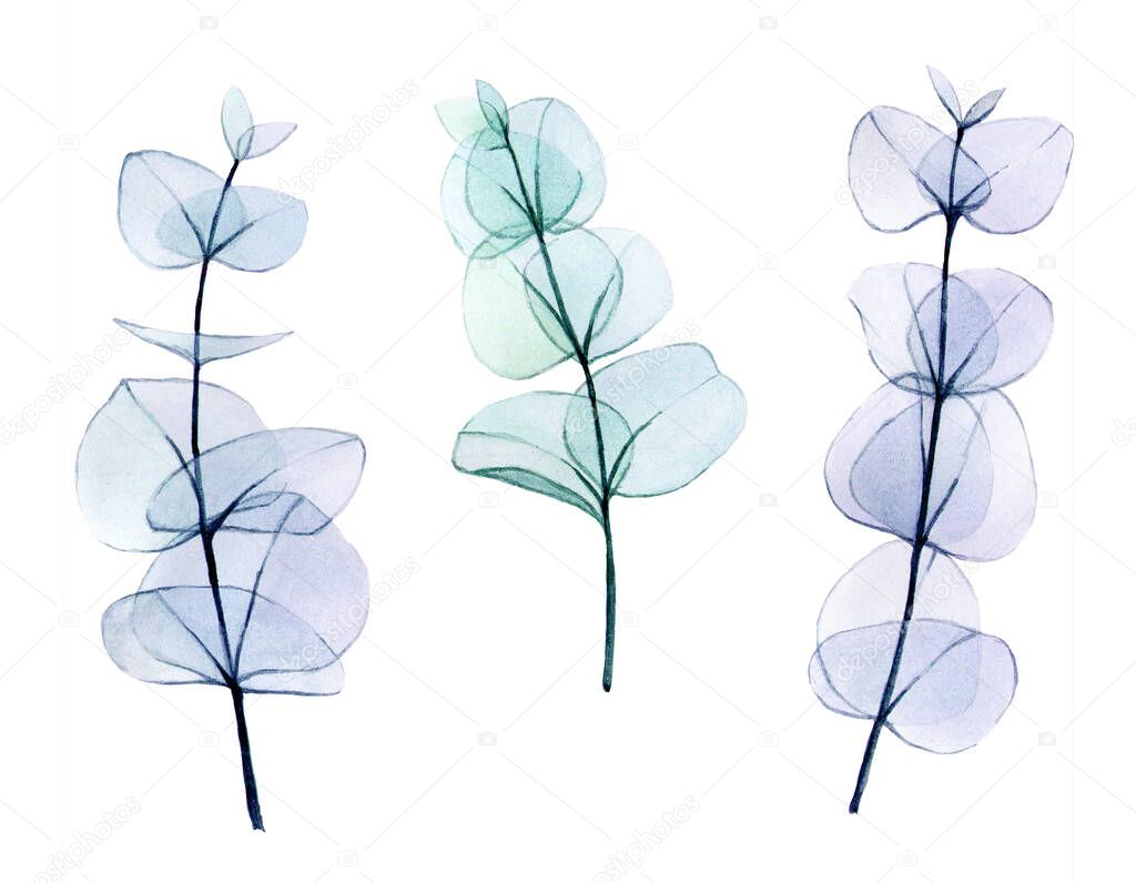 Watercolor set of transparent colored eucalyptus leaves. delicate drawing in pastel colors, eucalyptus branches x-ray. vintage design element for wedding, cosmetics, perfumery.