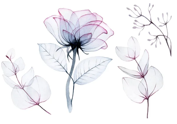 Dessin Aquarelle Ensemble Fleurs Roses Transparentes Feuilles Eucalyptus Couleurs Literie — Photo