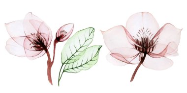 Şeffaf çiçeklerin suluboya çizimi. Şeffaf Helleborus çiçekleri ve beyaz arka planda izole edilmiş yapraklar. Pastel pembe renkli çiçekler. Düğün ve tatil tasarımı için. desenler 