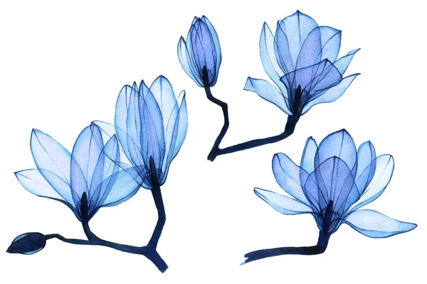 水彩画 青い透明マグノリアの花の集合 白い背景に孤立した透明な花 結婚式や化粧品香水のデザインのための要素のコレクション — ストック写真