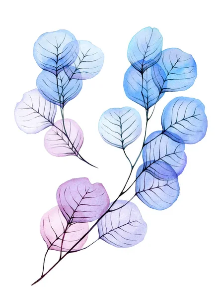 Aquareltekening Set Transparante Bladeren Takken Van Eucalyptus Clipart Met Abstracte — Stockfoto