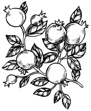 Nar meyveli ve yapraklı desen. Robot resim biçiminde vektör illüstrasyonu.