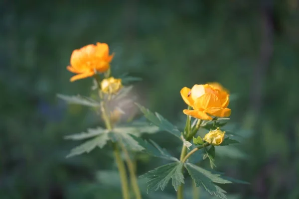 草丛中的花瓣花 橘红色野花在夕阳的余晖中 在朦胧的青草背景上 美丽的野花 — 图库照片