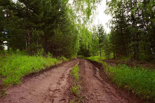The road in the forest. Dirt road in the summer forest after rain. Cloudy rainy weather in woodland. Path in the woods.