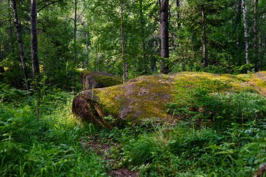  Buzlu yosun. Krasnoyarsk 'taki Stolby Ulusal Parkı. Orman ve yeşil yosunlu büyük bir taş. Sibirya Doğa Alanı.