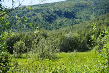 Yeşil orman, ağaçlar ve çimlerle kaplı dağ manzarası. Dağlarda güneşli bir yaz günü. Sibirya 'nın doğası. - Rusya. Sayan Altai Dağlık Bölgesi.