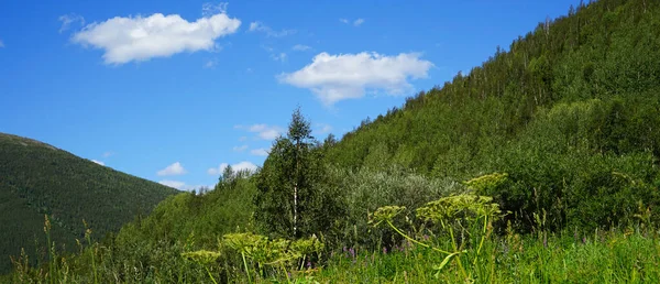 Horská Krajina Modrou Oblohou Zeleným Lesem Trávou Banner Výhledem Lesy — Stock fotografie