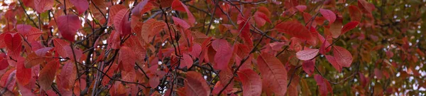 Banner Con Hojas Otoño Fondo Panorama Hojas Rojas Cereza Pájaro —  Fotos de Stock