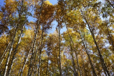 Birch Grove manzara arka planı. Mavi gökyüzüne karşı sarı turuncu kırmızı ağaçlar. Düşük açı. Ormanda altın sonbahar.