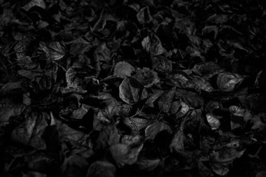    Siyah beyaz arka plan. Bir yığın kurumuş yaprak dokusu. Tasarımınız için kopyalama alanı olan siyah sonbahar doğa arkaplanı.                            