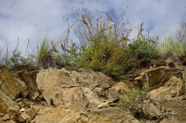 Mavi gökyüzüne karşı kayalık bir uçurumun tepesindeki çimenler. Düşük açı. Dağ taşı manzaralı arka plan. Tepenin zirvesinde. Yakın plan..