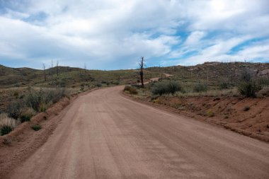 Dağ yolundan 2002 Hayman yangın 16 yaşındaki Pike Colorado Ulusal ormanı içinde daha sonra yanmış ağaçların arasından.