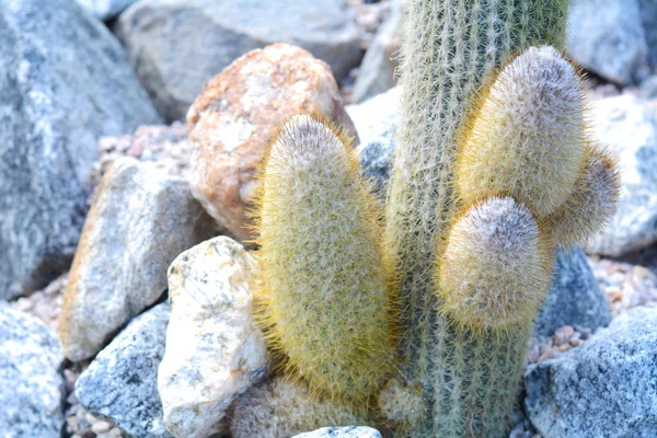 Différents Cactus Autres Plantes Dans Jardin Botanique Rio Janeiro Brésil — Photo