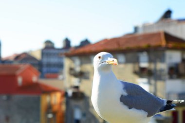 Close-Up beyaz martılardan şehrin Porto, Portekiz.