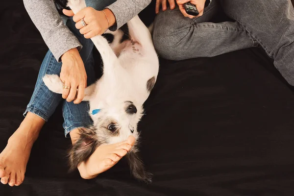 Close Van Vrouw Spelen Met Puppy Hondje Thuis Levensstijl Concept — Stockfoto