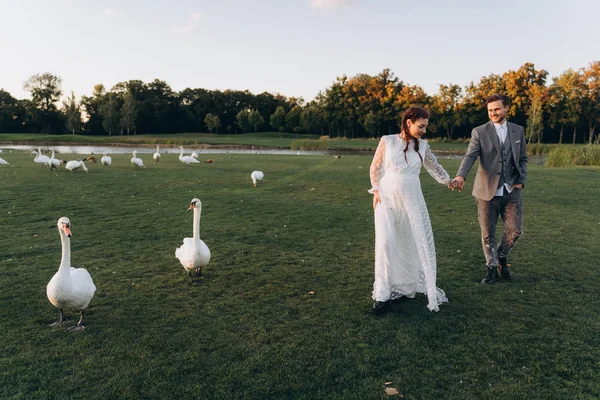 白いドレスを着た美しい妊婦は 夕方に白い白鳥とアヒルの隣の緑の芝生で歩き 手をつないで歩いている — ストック写真