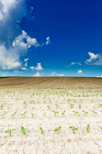 Подсолнухи на сухом поле — стоковое фото