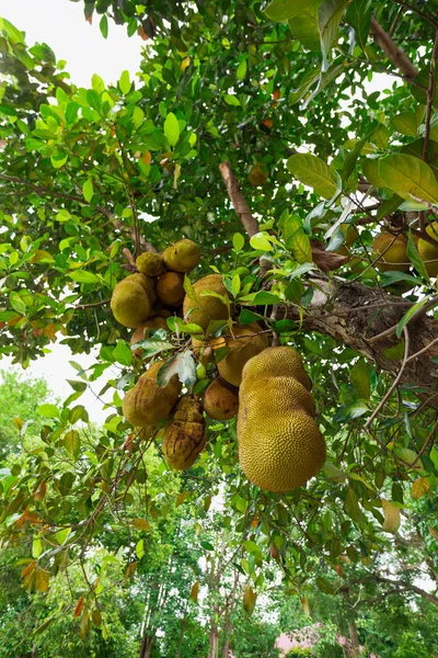 Jackfruit op een boom Stockfoto
