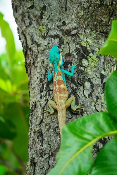 Blauwe hagedis op een boom; Calotes Mystaceus Stockafbeelding