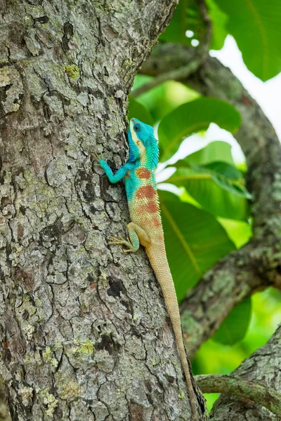 Lagarto azul en un árbol; Calotes Mystaceus Imágenes De Stock Sin Royalties Gratis