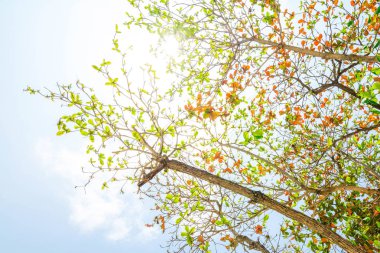 Renkli parlayan güneş ışığı bırakır.