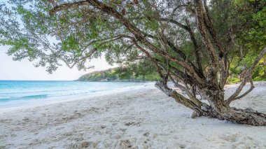 Ağaçlar beyaz kum plaj Samet Island, Rayong, Tayland.