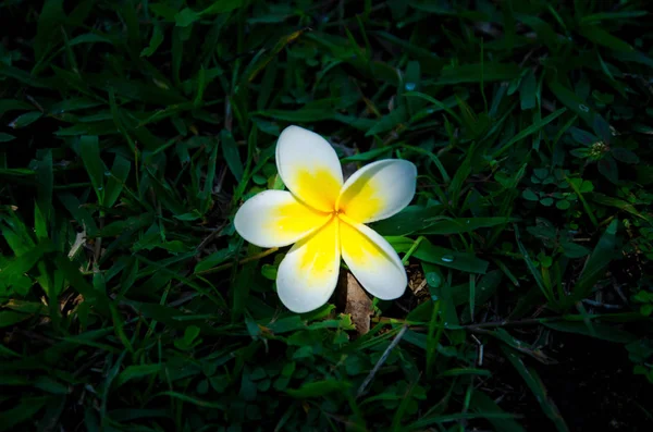 Light down frangipani flowers fall on the grass ground.