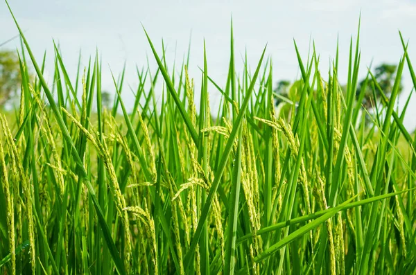büyüme yeşil pirinç.